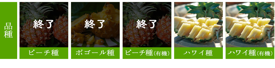 パイナップル特集 やえやまファーム